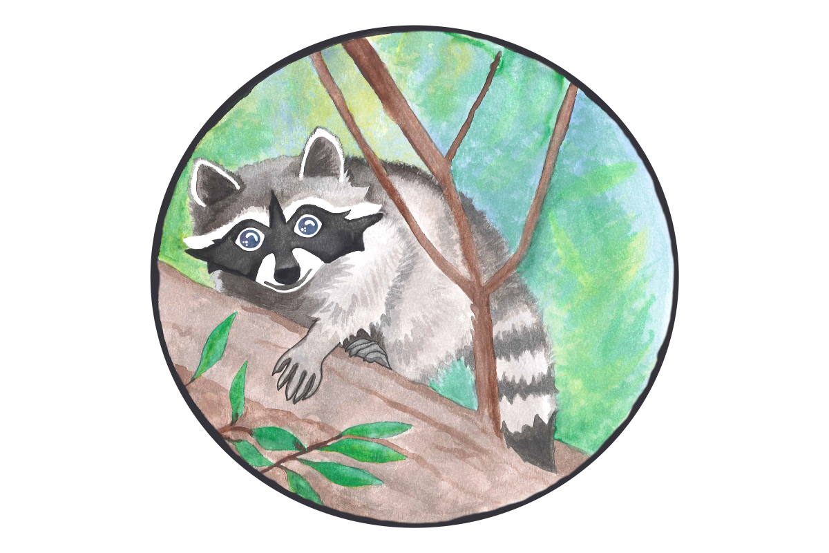 Circular watercolor painting of a raccoon in a tree with a small smile on its face.